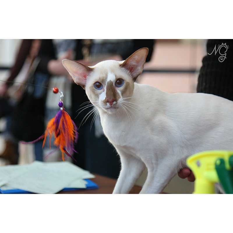 Сейшельская кошка: фото, описание породы, характер, отзывы, уход, видео и цена