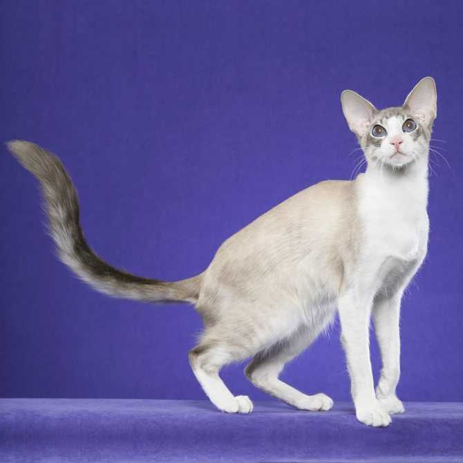 Яванская кошка (яванез): история породы, правила ухода за питомцем