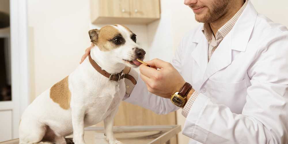 Как глистогонить собаку: простые правила обработки животного от гельминтов