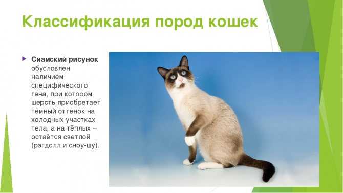 Саванна: топ-100 фото породы кошек (темперамент, окрас, факты, плюсы и минусы содержания)