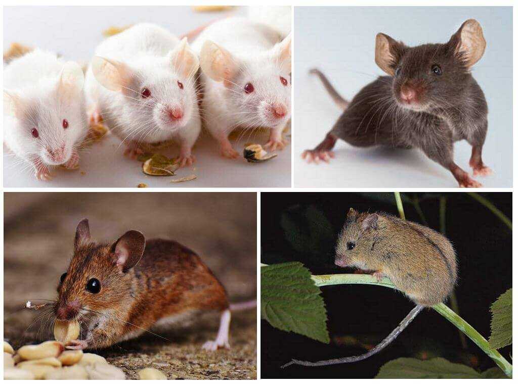 Крыса дамбо — описание, особенности, виды, уход и цена