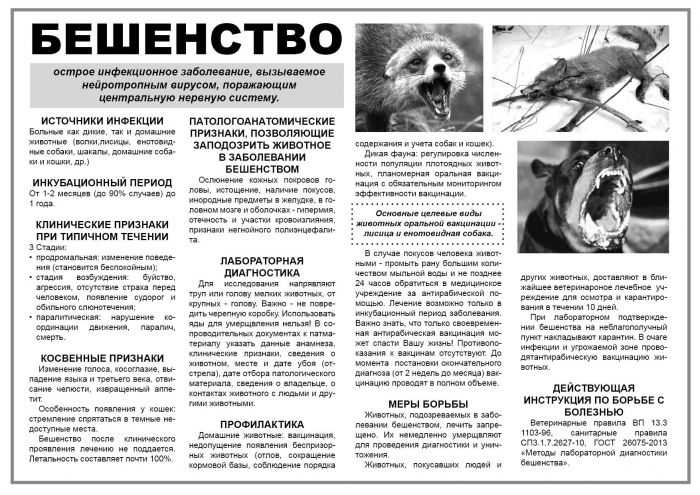 Как передается бешенство у животных: от собак к человеку, как можно заразиться - kotiko.ru