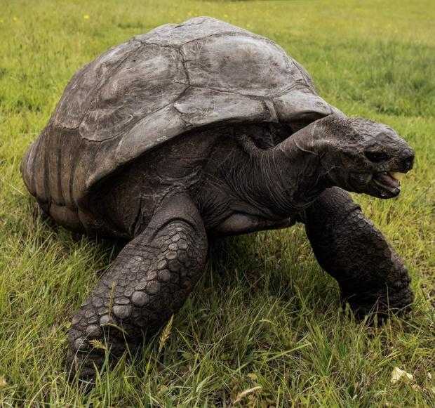 История жизни одной из самых известных слоновых черепаха Чарльза Дарвина - Гариетты. Когда родилась, где проживала и сколько лет прожила черепаха Гарриетта.