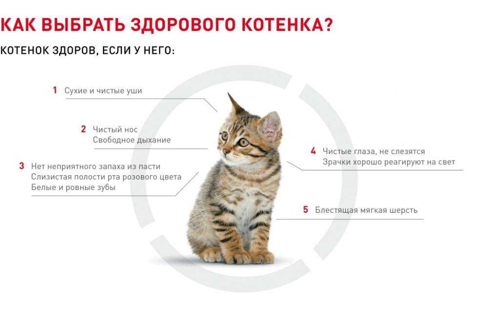 Почему кошка главная в доме: признаки кошачьего авторитета, кем кошки считают людей