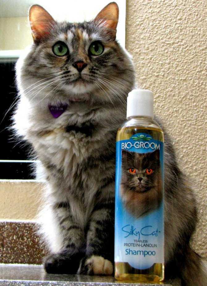 Сухой шампунь для кошек: как пользоваться сухим шампунем для котов? отзывы владельцев