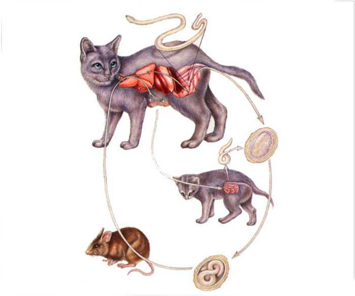 Лямблиоз (гиардиоз) у кошек