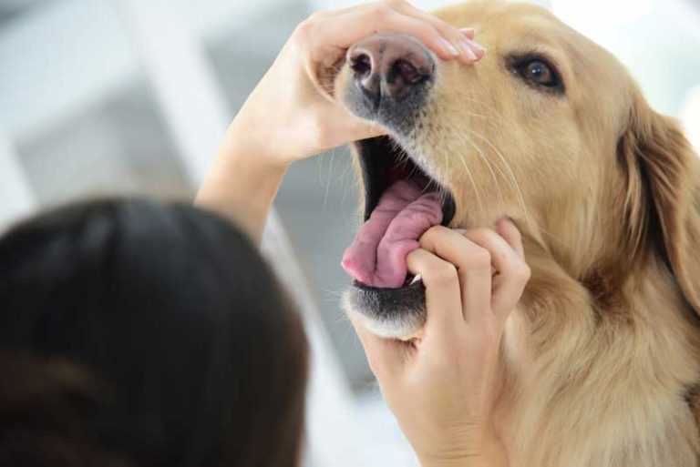 Латерализация черпаловидного хряща при лечении брахицефалического синдрома у собаки - эксвет