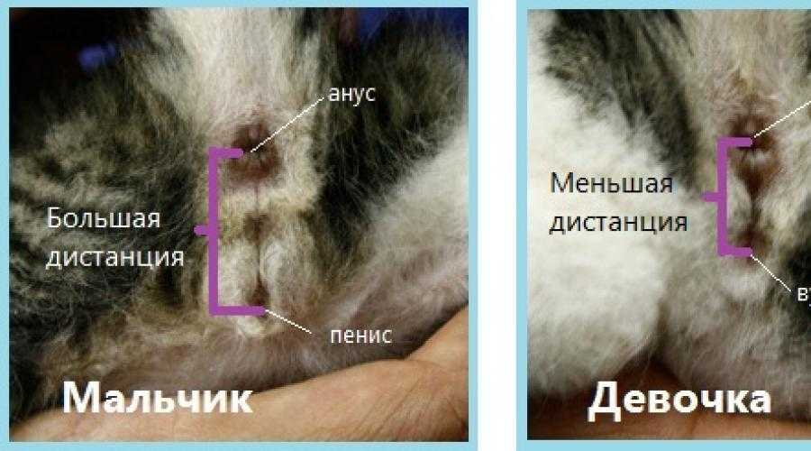 Как определить пол котенка: как и когда можно отличить кошку от кота