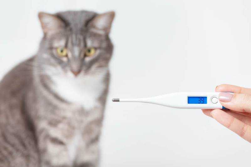 Как заставить кота есть после болезни — через шприц