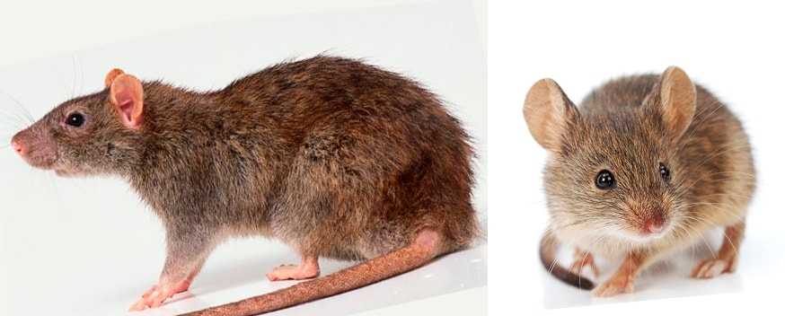 Как отличить мышь. От крыс и мышей. Мышь от крысенка. Различие между крысой и мышью. Внешний вид грызунов.