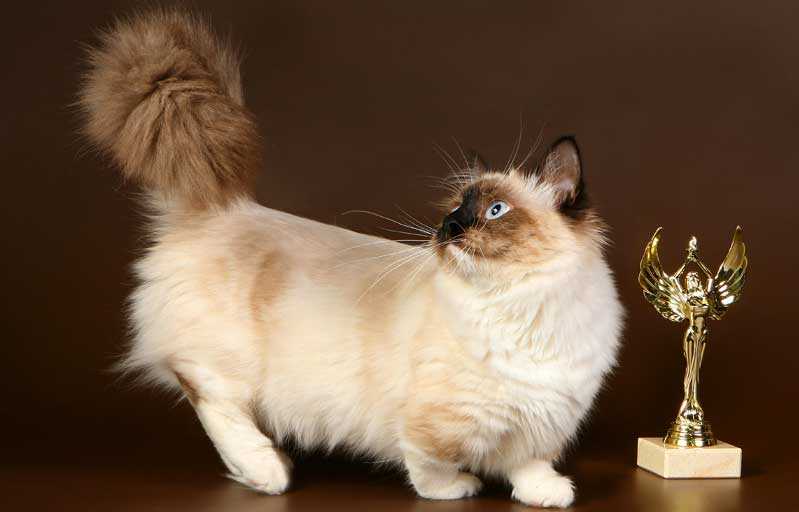 Описание породы кошек с маленькими лапками. манчкин: короткие лапки успеху не помеха кот с толстыми лапами - новая медицина