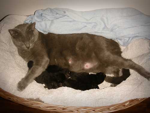 Кошка не может родить вторые сутки: возможные причины и как помочь кошке родить в домашних условиях.