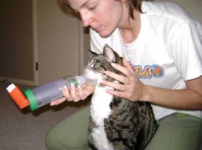 Астма у кошек симптомы и лечение. вакцинация кошки с астмой.