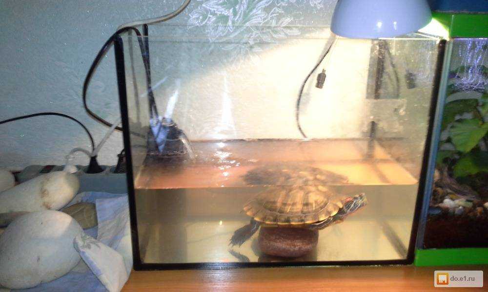 Температура воды для красноухих черепах: какая должна быть оптимальная температура для содержания черепашек в аквариуме и в террариуме? максимальные значения