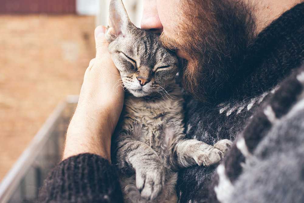 Почему кошки не любят когда их целуют – почему нельзя целовать кошек в морду?