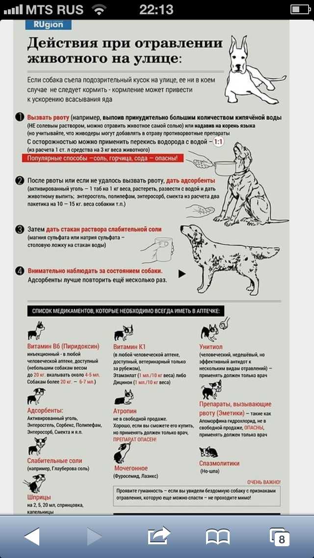 Отравление крысиным ядом у собак: симптомы, первая помощь, профилактика.