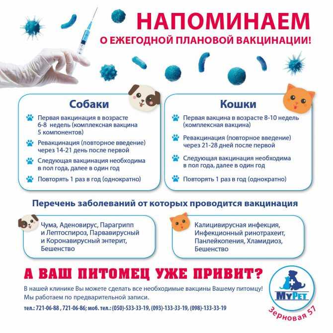 Кошка родила мертвых котят: что делать хозяевам? - блог о животных - zoo-pet.ru