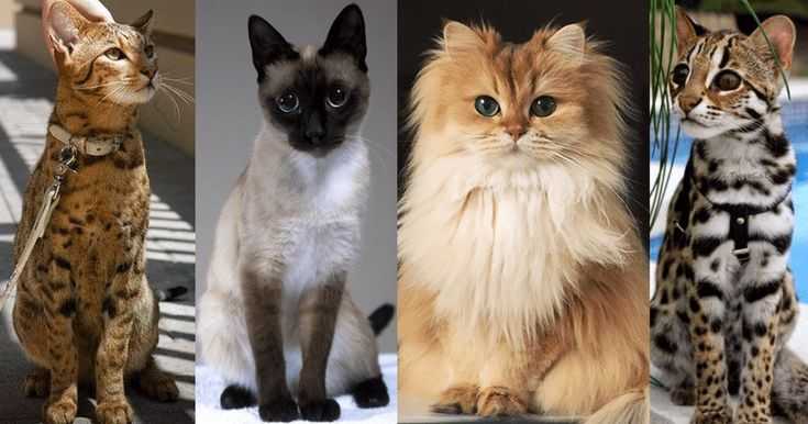 Все о породах кошек: классификация, количество и список самых популярных