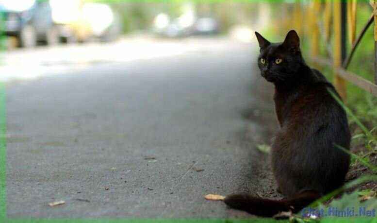 Черная кошка перебежала дорогу — к чему примета