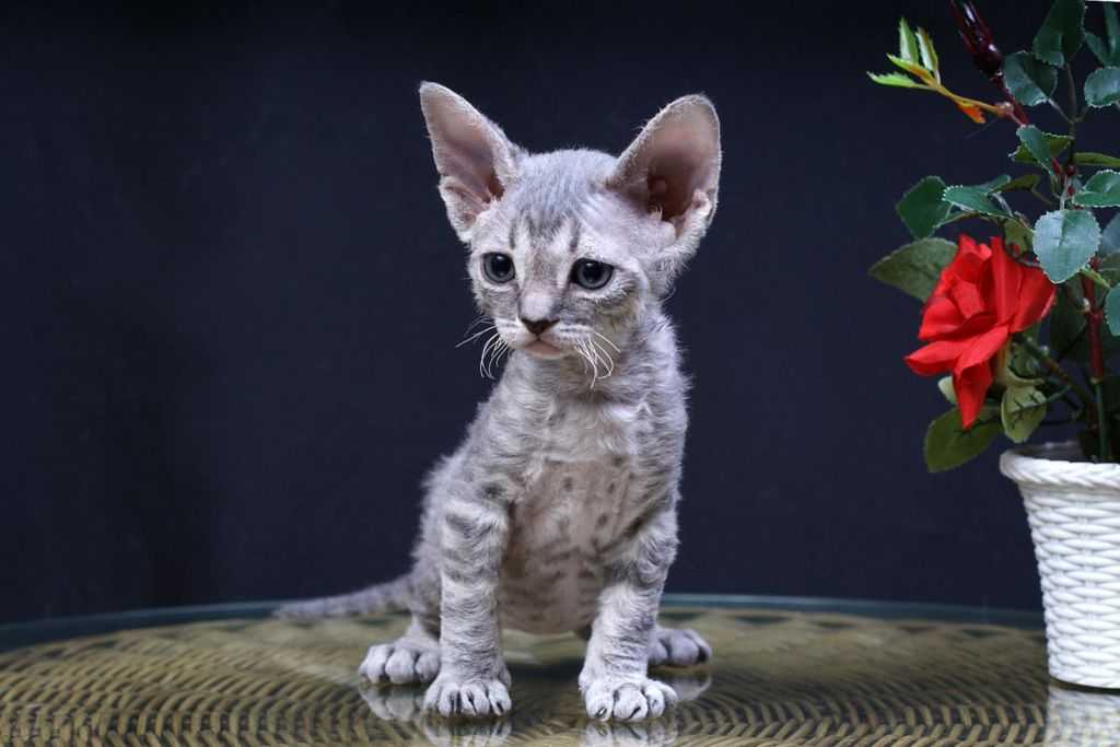 Девон рекс кошка. описание, особенности, уход и цена кошки девон рекс | животный мир