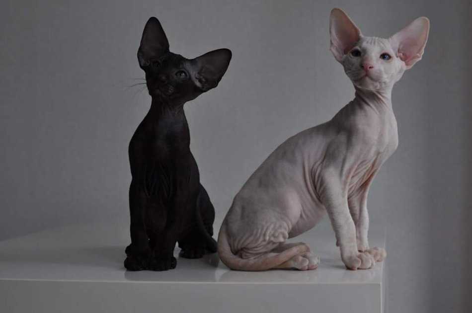 Питерский сфинкс кошка с шерстью
