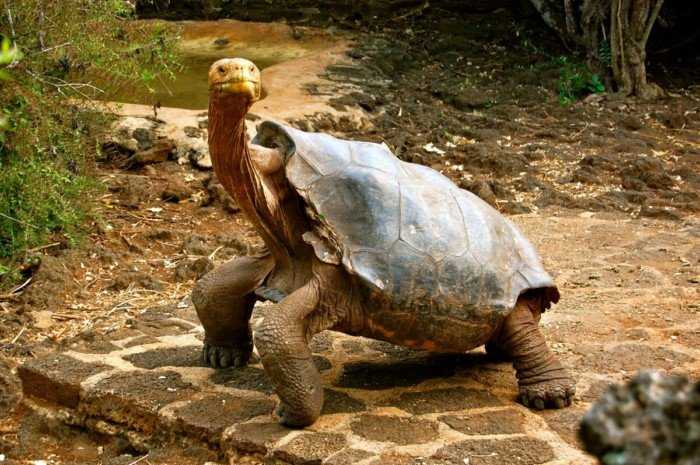 Гариетта - черепаха чарльза дарвина