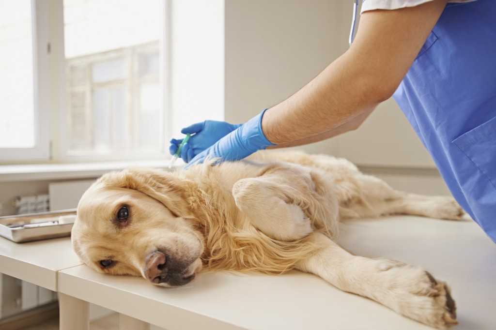 Первые симптомы болезни собак: причины и лечениеветлечебница рос-вет