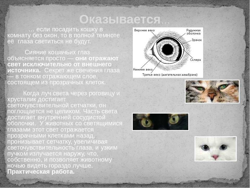 Особенности кошачьего зрения, и как видят кошки окружающий мир