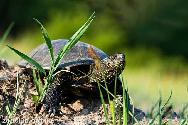 Какую скорость может развить черепаха?: статьи
