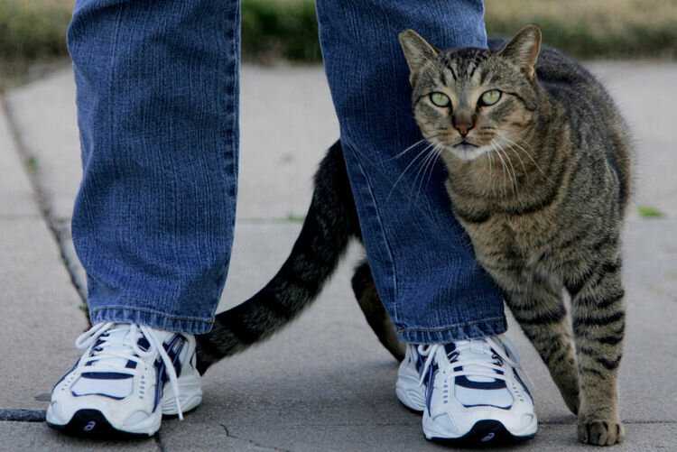 Почему кошка, когда встречает вас, трется о ваши ноги?