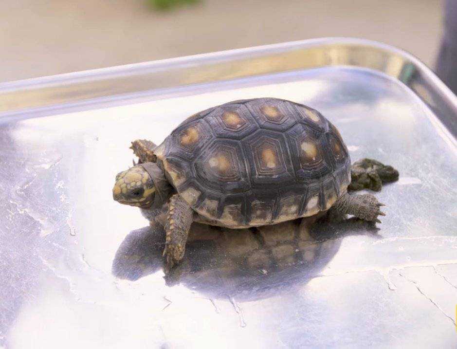 Сколько может длиться беременность у черепахи. Какие необходимо создать условия дома для откладки яиц черепахой: инкубатор и специальный грунт. Процесс родов у черепах. От чего зависит пол будущего потомства.