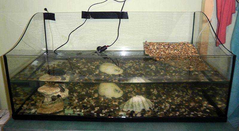 Температура воды для красноухих черепах в аквариуме, сколько градусов оптимально?