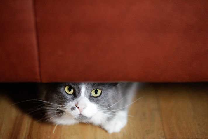 Почему кот прячется и не ест?