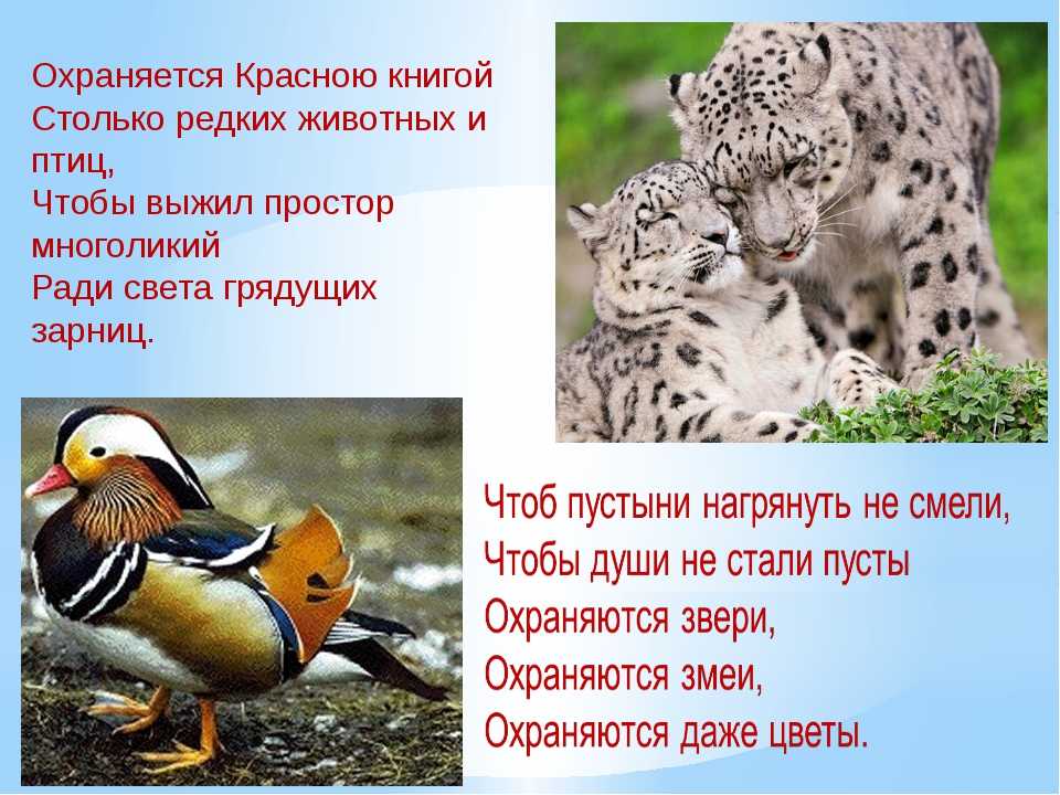 Животные красной книги россии - названия видов, фото и описание | природа мира