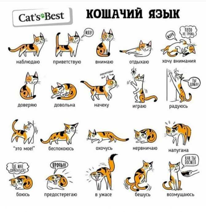 Язык кошки