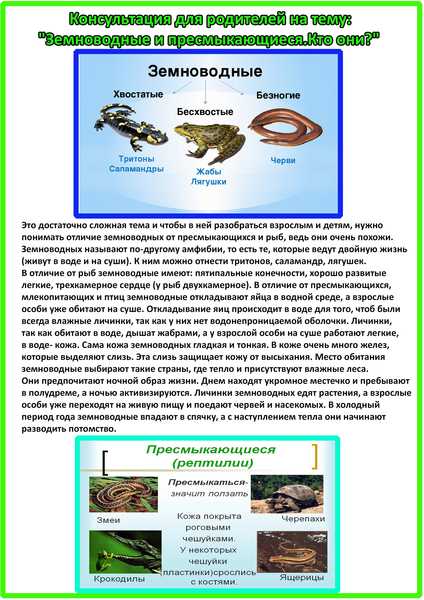 ᐉ что едят водные черепахи в домашних условиях, чем можно кормить маленьких декоративных аквариумных черепах и чем нельзя - zoopalitra-spb.ru