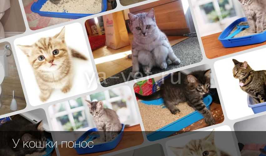 Понос у кошек