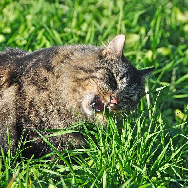Можно ли кошкам мяту: о полезных свойствах, почему кошки любят мяту, в чем опасность