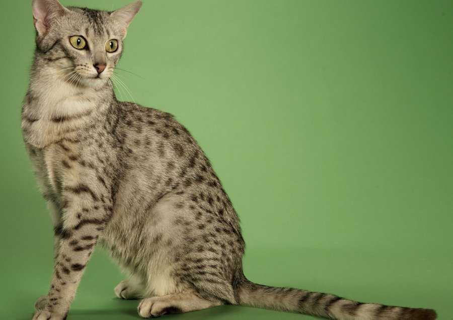 Египетская мау: описание древней породы кошек и особенности характера