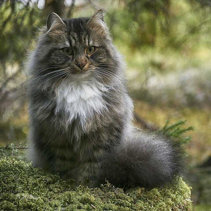 Норвежская лесная кошка: все о породе, фото, характер, повадки, внешний вид, рекомендации по сочетанию