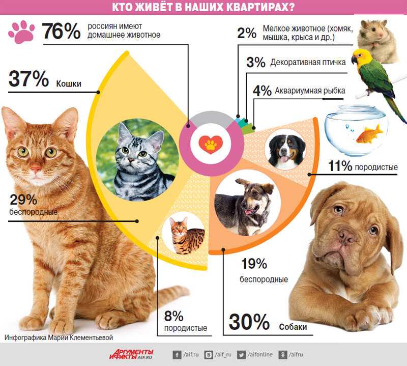 Продолжительность жизни кошек и котов