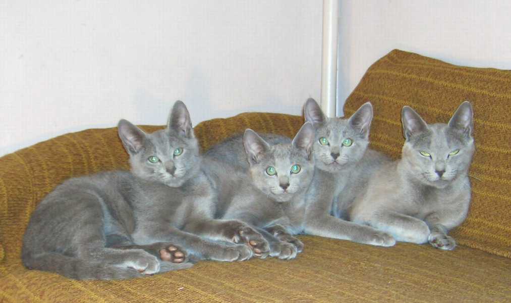 Русская голубая кошка – особенности породы, правильный уход, питомники и цены