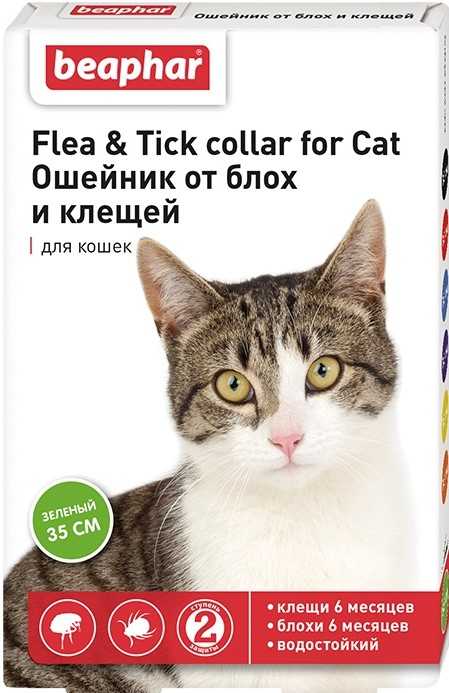 Ошейник для кошек от блох - описание и как выглядит на фото, как и сколько действует, как пользоваться, опасен ли, противопоказания, выбор, где купить и цена