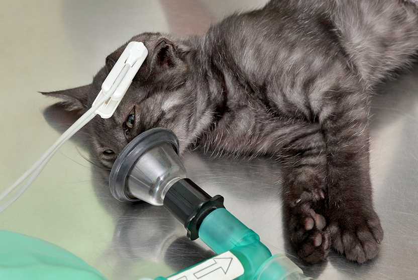 Поведение и самочувствие кошки после стерилизации