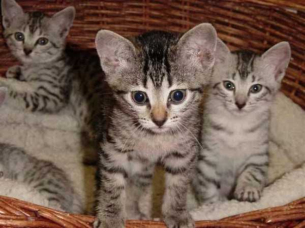 Кошки породы аравийский мау (17 фото): описание, особенности ухода за взрослыми кошками и котятами