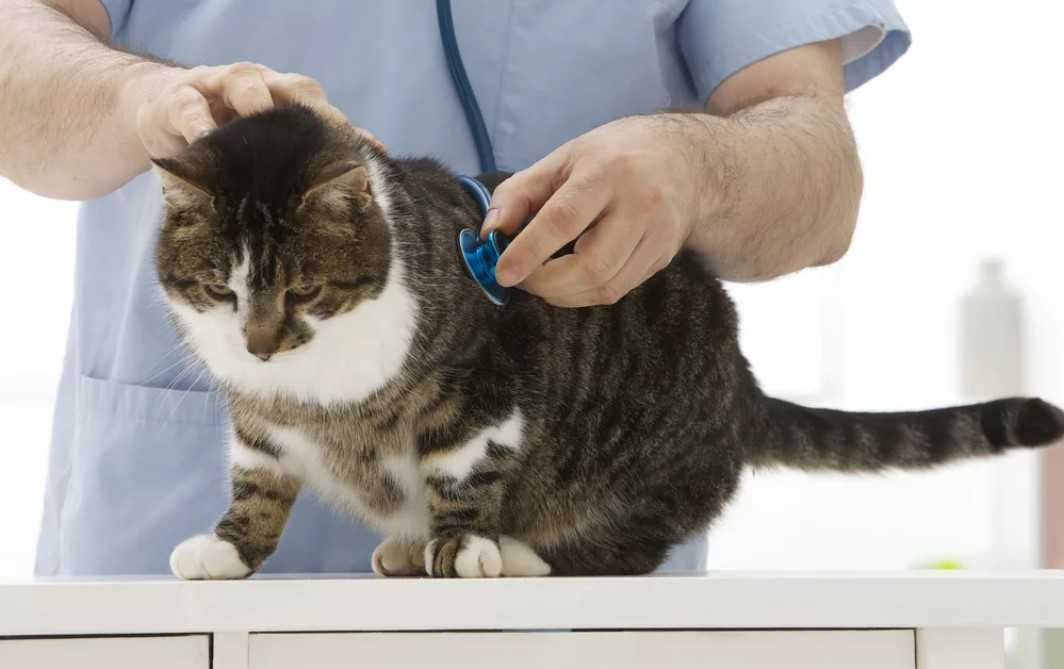 Кошки-инвалиды: как ухаживать? | блог ветклиники "беланта"