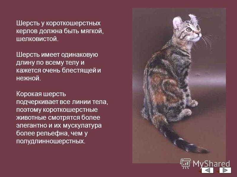 Шантильи тиффани.фото и описание породы | кот и кошка