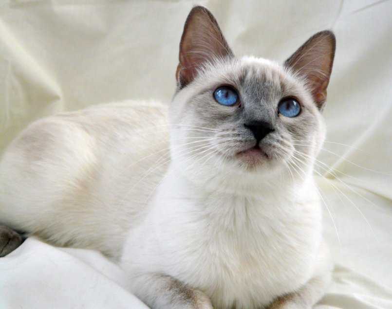 Варианты окраса тайских кошек
