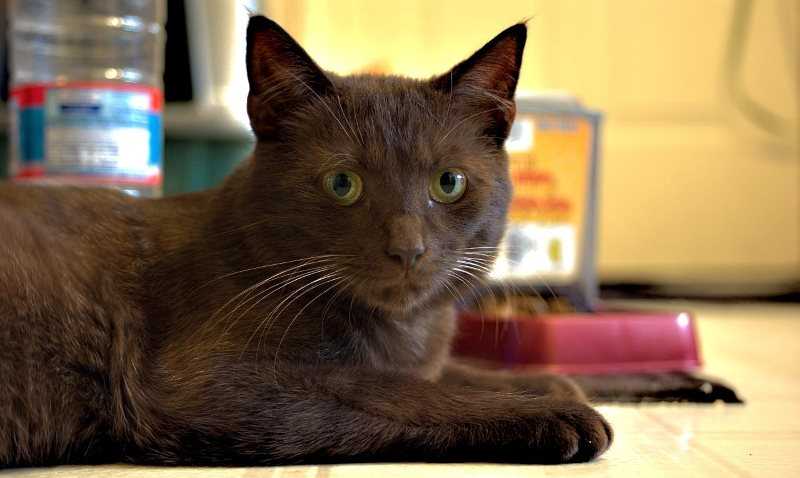 Шоколадная кошка (24 фото): описание котов йоркской и других пород, особенности котят шоколадного окраса