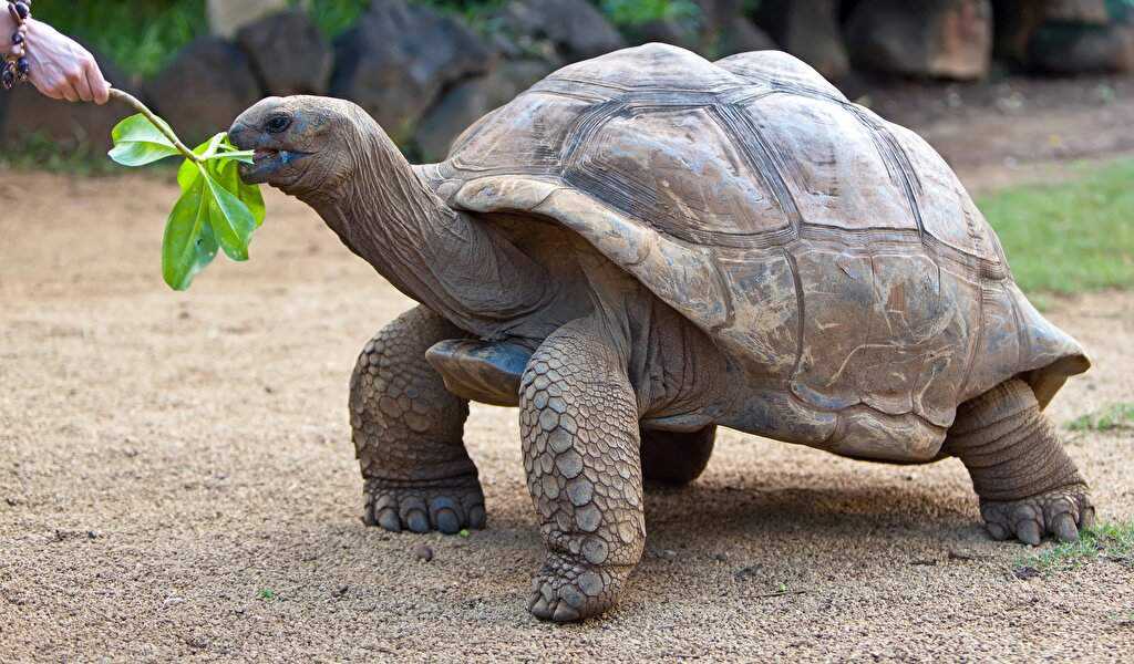 Самая большая в мире черепаха. топ - 5 гигантских черепах планеты